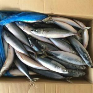 Frozen mackerel scad fish deep bodied round 300x300 - SEAFOOD