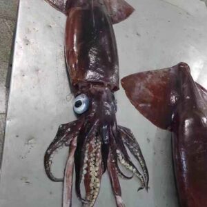 Squid 4 300x300 - SEAFOOD